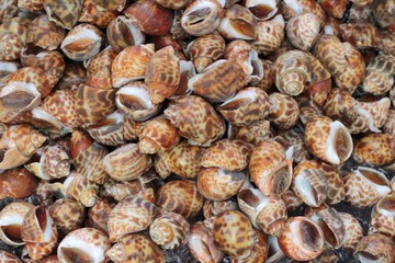 Fresh snails with ice for cooking.