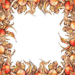 Watercolor hand drawn physalis fruit berry frame isolated