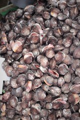 fresh cockle for cooking in the market.
