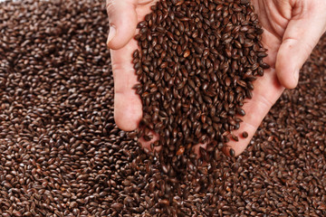 Naklejka premium Closeup view of Chocolate Barley Malt Grains in hands. Ingredient for beer. Background texture. Ideal for commercial. Backdrop image. 