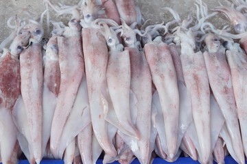 fresh squid for cooking in the market.