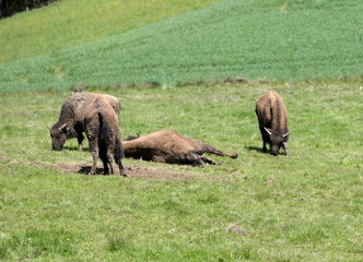 birth of a buffalo