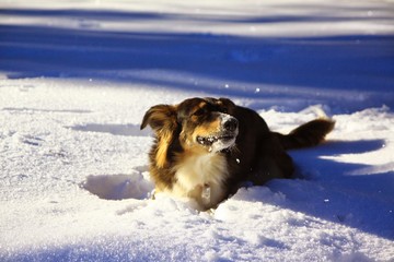 giochi sulla neve
