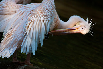 Rosapelikan (Pelecanus onocrotalus) bei der Gefiederpflege