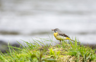 Bergeronnette des ruisseaux