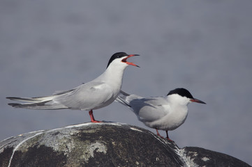 Common tern