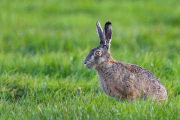 Naklejka na ściany i meble European hare (Lepus europaeus) in a field of grass