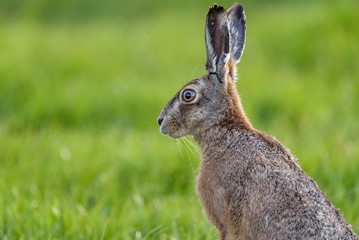 European hare (Lepus europaeus) portrait