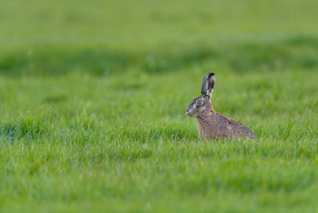 European hare (Lepus europaeus) in a field of grass