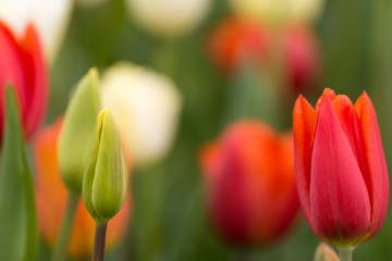 Tulpenblüte