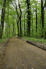 Wald mit frischen Grün im Frühling