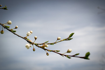 Весенние цветы