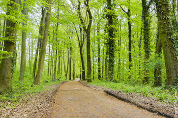 Wald mit frischen Grün im Frühling