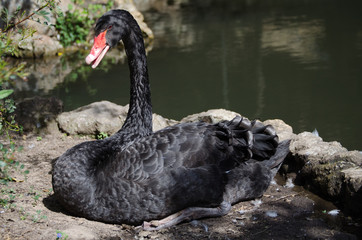 Black Swan (Cygnus atratus)
