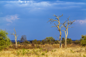 Fototapeta na wymiar Savannah landscape in Kruger National park, South Africa