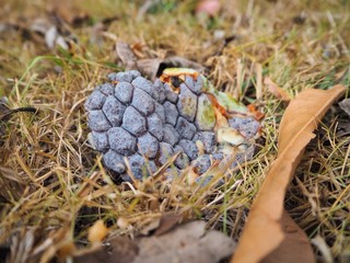Rotten sugar apple