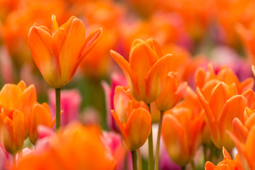 Fototapeta premium Tulpenblüte