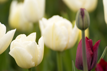 Fototapeta premium Tulpenblüte
