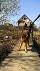 Собака немецкая овчарка в деревне в солнечный день