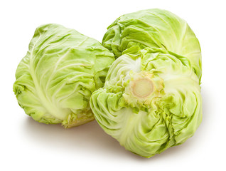 Obraz premium white cabbage