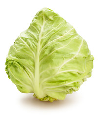 Fototapeta premium white cabbage