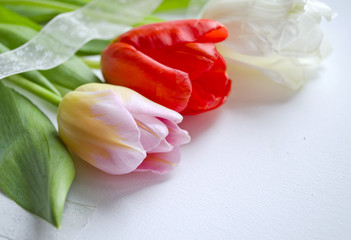 Festive composition with beautiful tulips. Can use for holiday cards, invitations, flyers, posters or other design.