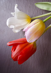 Festive composition with beautiful tulips. Can use for holiday cards, invitations, flyers, posters or other design.