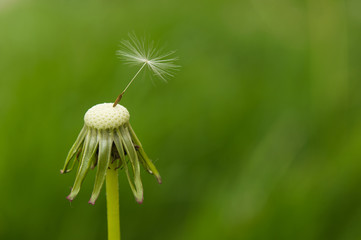 dandelion spores blowing away