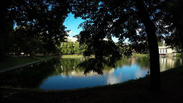 City pond among trees