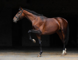 Trakehner stallion in dark stable doors background
