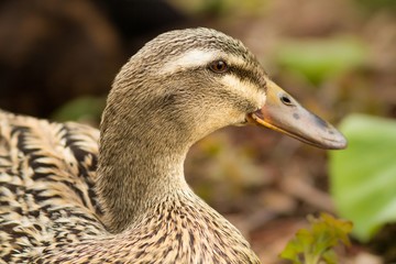 Weibliche Ente / Female duck
