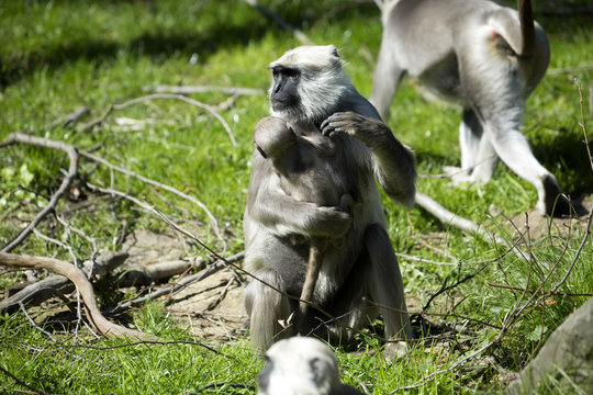 Family Hanuman Langur, Semnopithecus entellus in India is worshiped