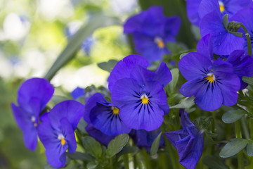 Obraz premium Veilchen