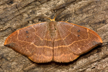 Oak hook-tip (Watsonalla binaria) moth. Insect in the family Drepanidae, at rest. The moth is named for the distinctive shape of the forewings
