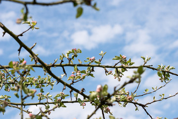 Baum blüht