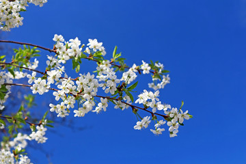 Cherry flowers blooming in springtime