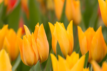 Naklejka premium Tulpenblüte