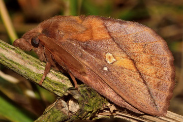 The drinker moth (Euthrix potatoria) in profile. Distinctive moth in the family Lasiocampidae, at rest