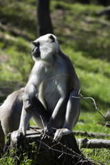 Family Hanuman Langur, Semnopithecus entellus in India is worshiped