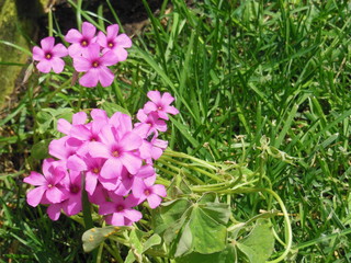 Fototapeta premium 216 - spring flowers 