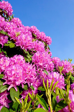 Rhodedendron Blüten im Sonnenlicht, Hochformat