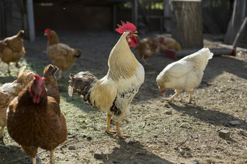 Homemade cock