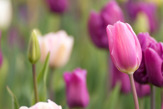 Tulpenbl&uuml;te