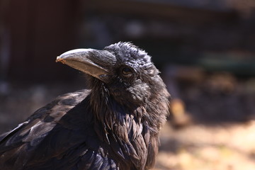 il corvo