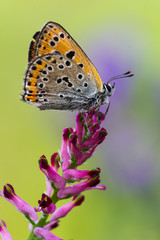 farfalla