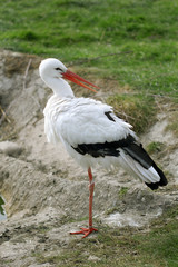 Fototapeta premium The cute white stork close up portrait