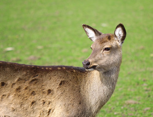 The cute brownish roe deer portrait