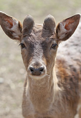 Naklejka na ściany i meble The cute brownish roe deer portrait