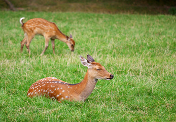 Naklejka na ściany i meble The cute brown roe deers relax in the green grass