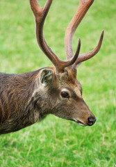 The cute brownish roe deer portrait